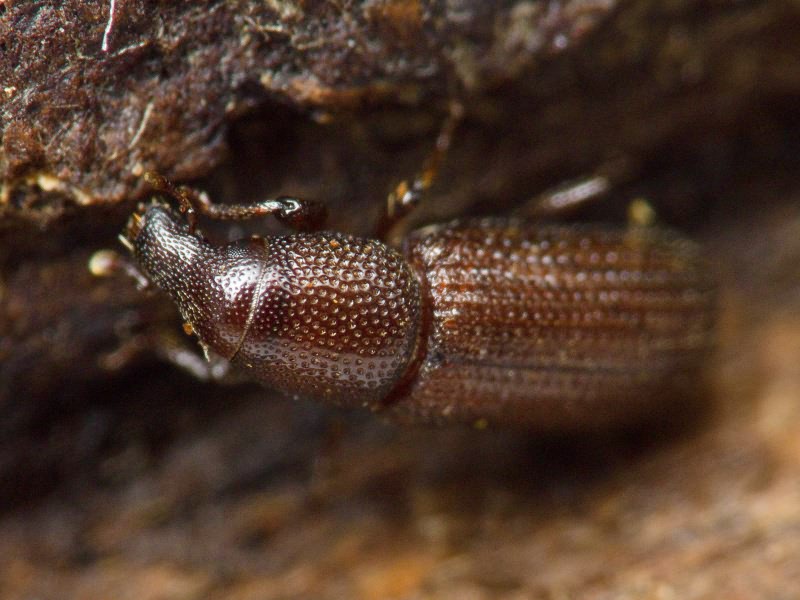 Stereocorynes truncorum (Germar, 1824)